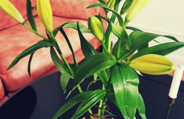 Boutique Apartment Lola - Foto 10