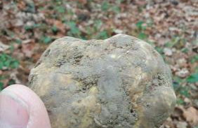 Villa Mare - a natural paradise near Motovun - Foto 80