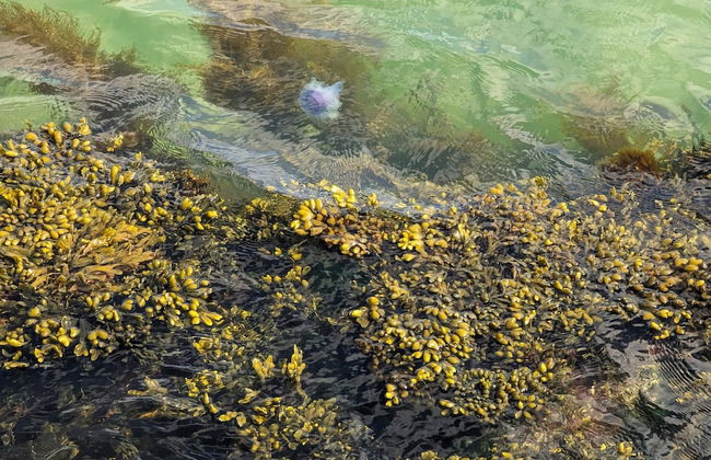 6 Person Holiday Home in Frederikshavn-by Traum - Foto 3