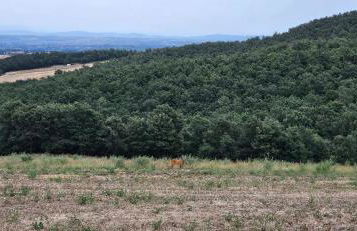 Villa Tiberini Wine Relais - Foto 26