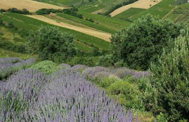 Il Melograno House - Foto 24