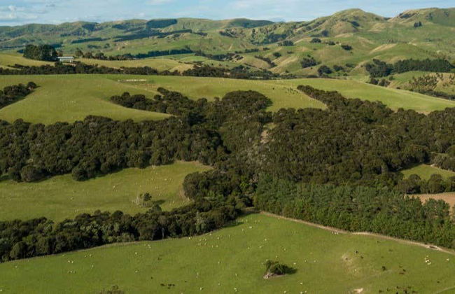 Tour del vino por Martinborough - Foto 1