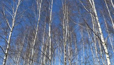 Drewniany dom w brzozowisku - Foto 2