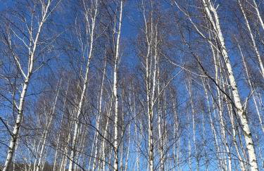 Drewniany dom w brzozowisku - Foto 2