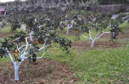 Quinta dos Sentidos Eco Nature Retreat in Azores - Photo 60