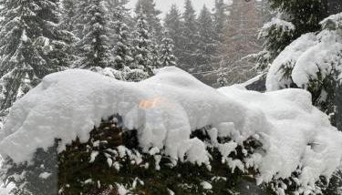 Schönwald Waldchalet am Musenberg - Foto 3