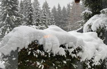 Schönwald Waldchalet am Musenberg - Foto 3