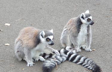 Le poulailler - Foto 21