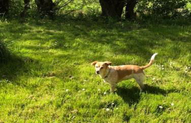 Reetdachhaus Rüxbüll - Foto 11