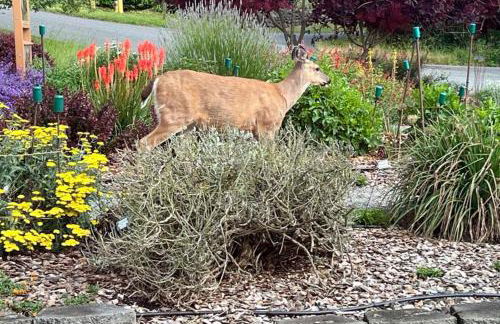 Eagle's Nest Paradise - Foto 32