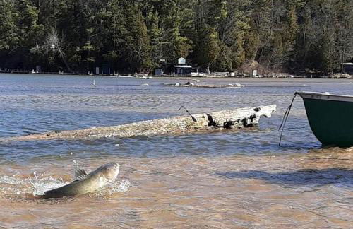 Amazing Cottage with Fire Pit and Fishing in Wellston, Michigan - Foto 7