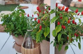 Casa Don Carmelo-Holiday' s Food Experience - Foto 32