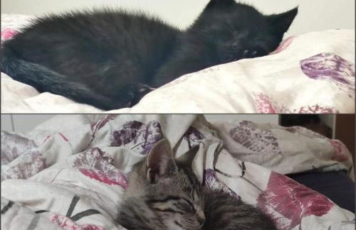 Ferienwohnung, Apartment, Pension - Berlin Neuenhagen - Photo 21