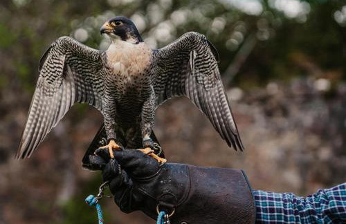 Shieldaig Lodge Hotel - Foto 44