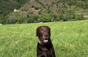 Ferienhaus Leopold mit Burgblick an der Mosel - Foto 1