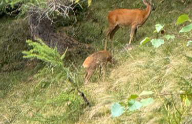 Rosa Blu Mountain Suite - Photo 51