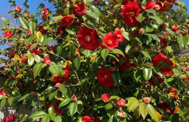 Lachanau Paradis - Photo 11