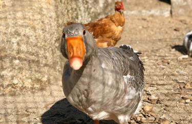 Casa da Quinta da Prelada Simão - Foto 60