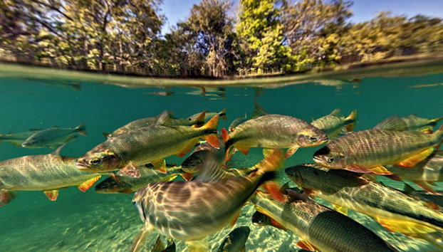 Entrada al balneario municipal de Bonito - Foto 4, Admirando la belleza subacuática de Bonito