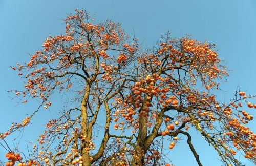 Agriturismo Cascina Pezzolo - Foto 67