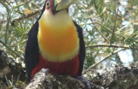 Chalé Centro de Monte Verde - Foto 80