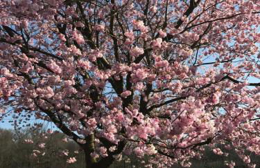 Am Waldrand - Foto 18