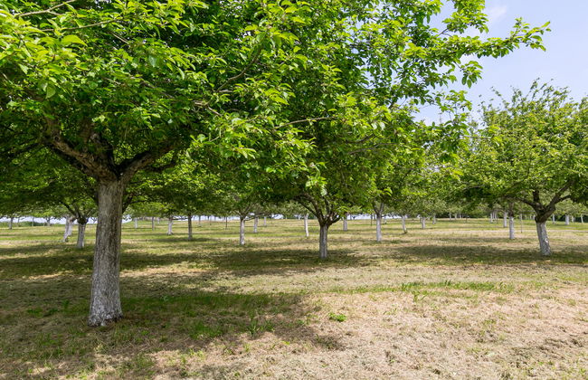 La Part des Anges - Foto 17