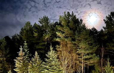 Raj na Kaszubach - Pałubicka Bór - Domy na Wynajem - Foto 45