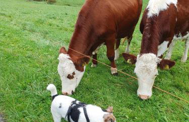 Ferienwohnung am Siegelbächle - Foto 13
