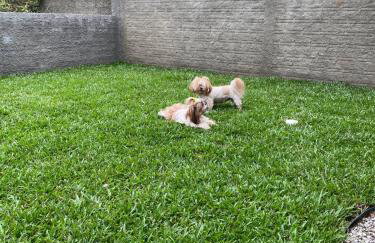 Casa aconchegante inteira - Casa por Dia Imbituba SC - Photo 18