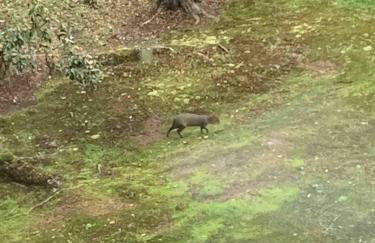 Suíte Completa 3020 no Laje de Pedra Mountain Village Canela e Gramado Serra Gaúcha - Foto 49