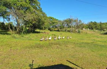 Rancho Bela Vista - o seu recanto em Pelotas - Foto 49