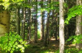 Zacisze na Wzgórzu - Foto 31