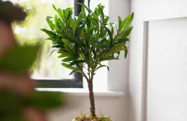 Mary's Lane - Foto 18