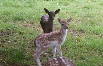 Ferienhaus Becker - Foto 13