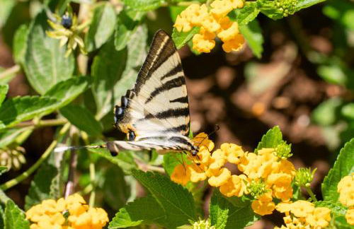 Claire villa - Foto 48