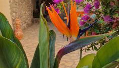 El Jardin Secreto - Foto 4, Garden, Garden view