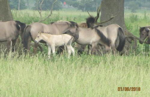 Haus Kummer - Foto 24