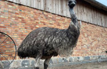 Farma Puchałowo - Foto 22