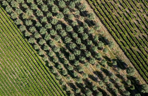 Gîte Mas de Boulègue - Foto 14
