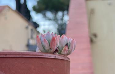 La Limonaia di Vanna - Foto 65