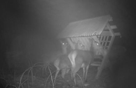 Luxus Ferienhaus Erzgebirge in Alleinlage - Foto 21