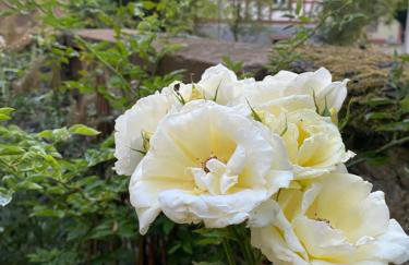 Schloss Nidda - FeWo mit Privatgarten, Fellnasen willkommen! - Foto 22