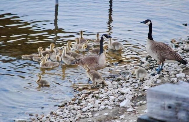 Hawks Nest - Photo 25