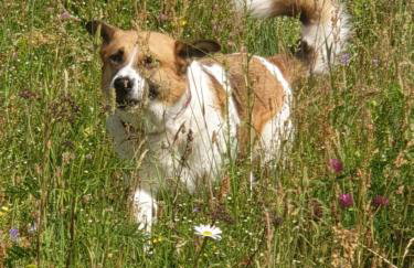 Siedlisko pod Aniołem - Foto 67