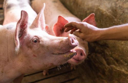 Aussermahrhof - familyfarm - Foto 46