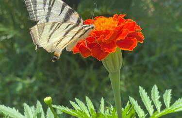 Villetta le Costiere - Foto 8