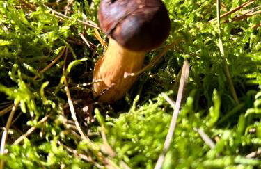 Dom z linią brzegową Narwi - Photo 52