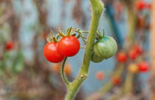 Quinta do Charco - Photo 61