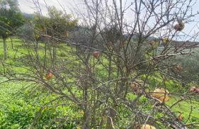 Casas do Minério - Foto 42